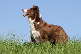 BORDER COLLIE 579